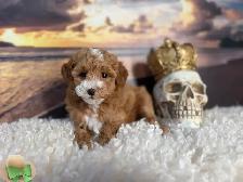 Mini Poodle - Photo 9