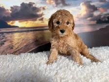 Mini Poodle - Photo 10