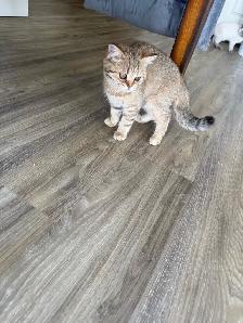 SCOTTISH FOLD STRAIGHT - Photo 5