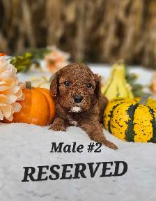 Cavapoo puppies - Photo 2