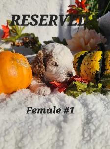 Cavapoo puppies - Photo 3
