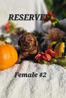 Cavapoo puppies - Photo 4