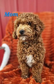 Cavapoo puppies - Photo 5