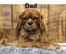 Cavapoo puppies - Photo 6
