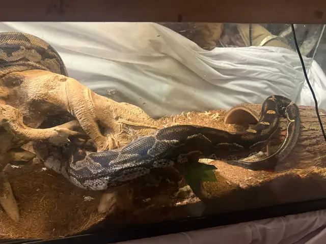 Maltese Boa, Up For ReHoming! Tank Included!
