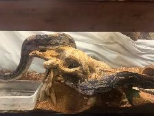 Maltese Boa, Up For ReHoming! Tank Included! - Photo 2