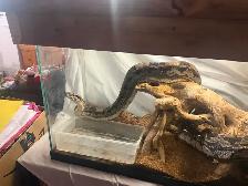 Maltese Boa, Up For ReHoming! Tank Included! - Photo 3