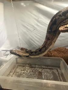 Maltese Boa, Up For ReHoming! Tank Included! - Photo 6
