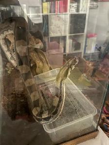 Maltese Boa, Up For ReHoming! Tank Included! - Photo 10