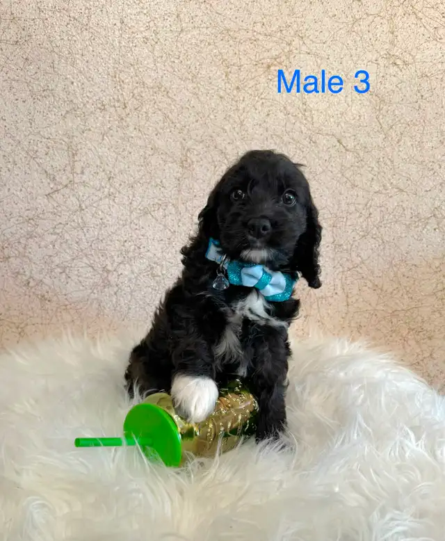Mini Cockapoo Puppies Ready Now! (Microchipped!)