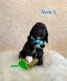 Mini Cockapoo Puppies Ready Now! (Microchipped!)