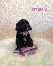 Mini Cockapoo Puppies Ready Now! (Microchipped!) - Photo 2