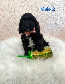 Mini Cockapoo Puppies Ready Now! (Microchipped!) - Photo 3