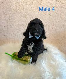 Mini Cockapoo Puppies Ready Now! (Microchipped!) - Photo 4