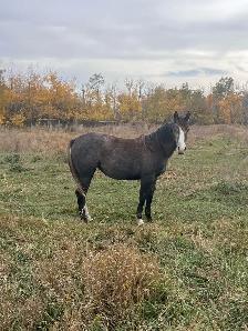 yearling filly