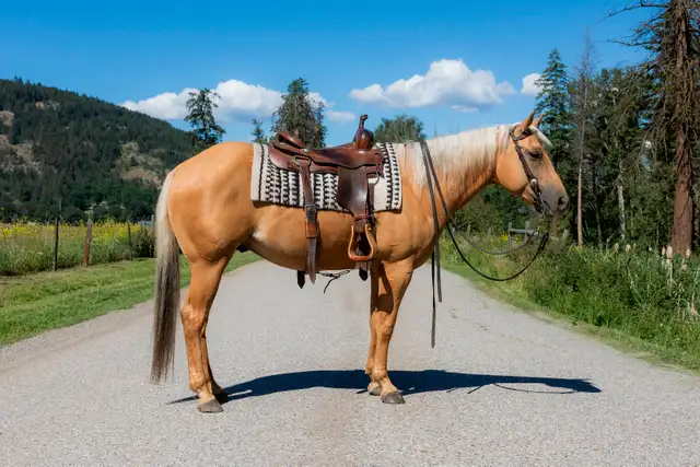AQHA gelding - Pringles