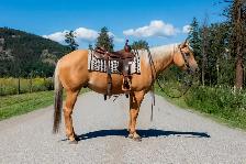 AQHA gelding - Pringles