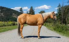 AQHA gelding - Pringles - Photo 2