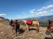 AQHA gelding - Pringles - Photo 4