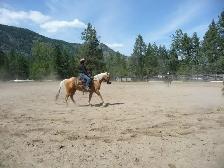 AQHA gelding - Pringles - Photo 5