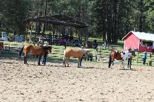 AQHA gelding - Pringles - Photo 6