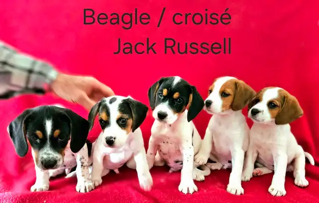 Chiots Beagle/croisé Jack Russell  prêts à partir...ready!