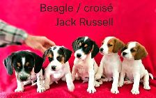 Chiots Beagle/croisé Jack Russell  prêts à partir...ready!