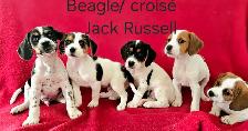 Chiots Beagle/croisé Jack Russell  prêts à partir...ready! - Photo 2