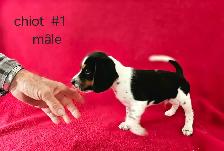 Chiots Beagle/croisé Jack Russell  prêts à partir...ready! - Photo 3