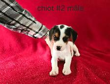 Chiots Beagle/croisé Jack Russell  prêts à partir...ready! - Photo 4