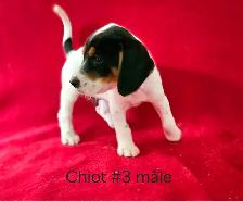 Chiots Beagle/croisé Jack Russell  prêts à partir...ready! - Photo 5
