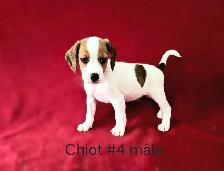 Chiots Beagle/croisé Jack Russell  prêts à partir...ready! - Photo 6