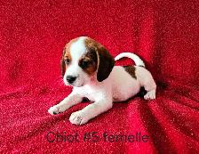 Chiots Beagle/croisé Jack Russell  prêts à partir...ready! - Photo 7