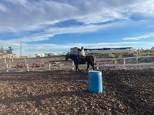 Well Broke Saddle Horses - Photo 2