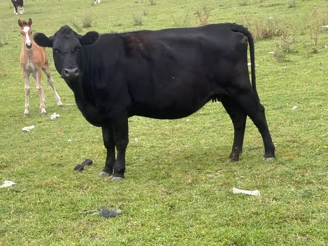 super friendly bred cow