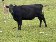 super friendly bred cow