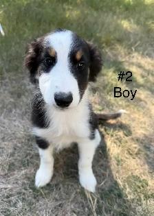 Adorable border collies & Austrqlian shepherd mix puppies