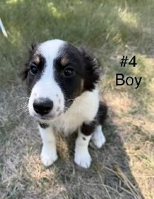 Adorable border collies & Austrqlian shepherd mix puppies - Photo 2