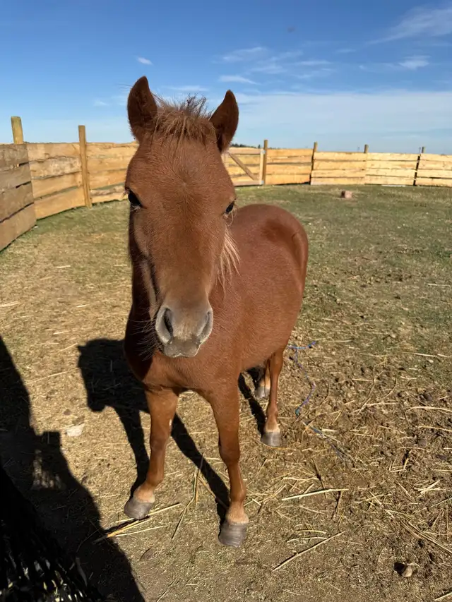 2 Year Old Mini Mare