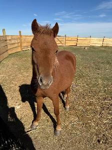 2 Year Old Mini Mare