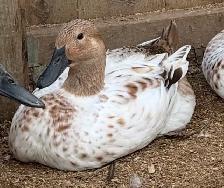 Welsh Harlequin Hens