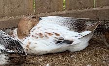 Welsh Harlequin Hens - Photo 2