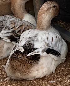 Welsh Harlequin Hens - Photo 3