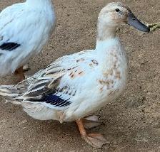 Welsh Harlequin Hens - Photo 4