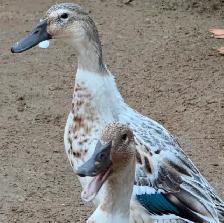 Welsh Harlequin Hens - Photo 5