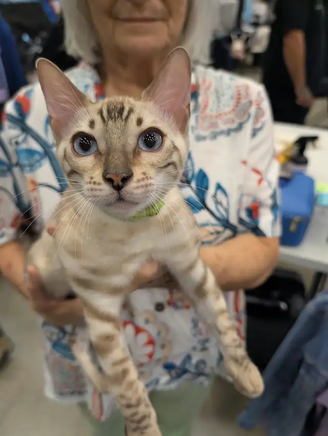 Magnifiques chatons Bengal & Oriental – Élevés en famille ❤️