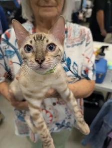 Magnifiques chatons Bengal & Oriental – Élevés en famille ❤️