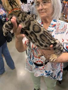 Magnifiques chatons Bengal & Oriental – Élevés en famille ❤️ - Photo 3