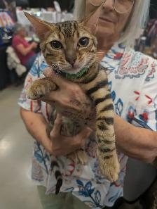 Magnifiques chatons Bengal & Oriental – Élevés en famille ❤️ - Photo 4