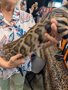 Magnifiques chatons Bengal & Oriental – Élevés en famille ❤️ - Photo 5